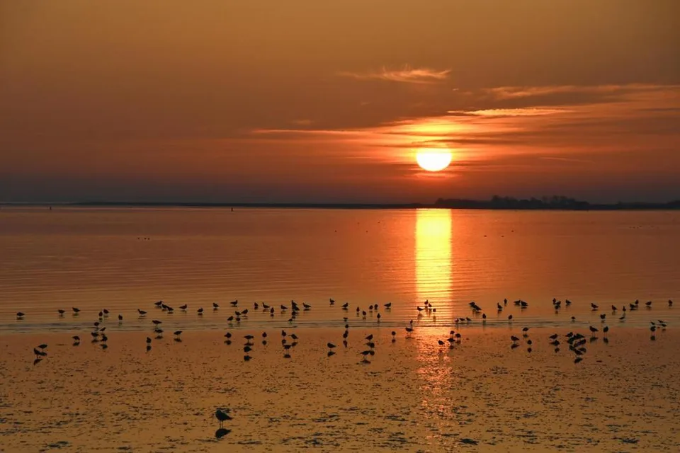 Zonsondergang boven het wad met vogels